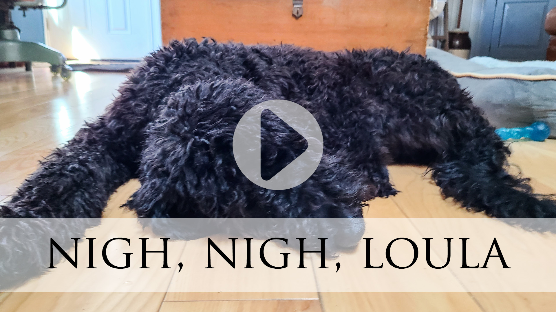 Snoring Goldendoodle Puppy, Loula | prodigalpieces.com #prodigalpieces