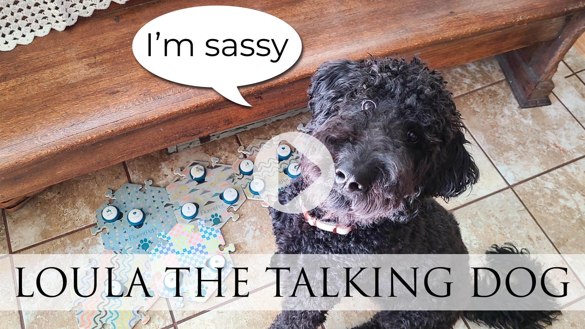 Blog Video of Loula the Talking Dog Video Story by Larissa of Prodigal Pieces | prodigalpieces.com #prodigalpieces #dog #pets