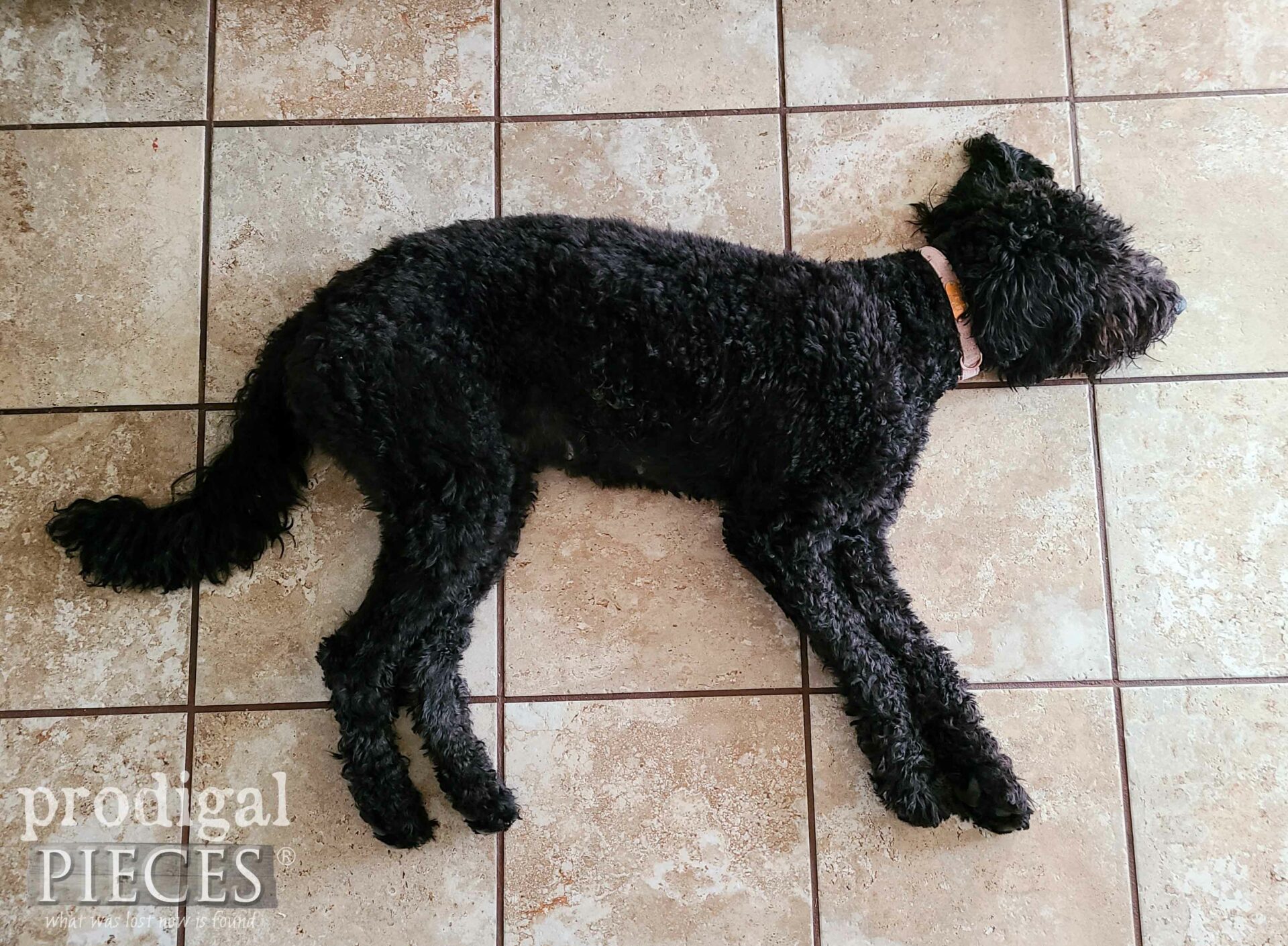 Exhausted Loula the Talking Dog, a Goldendoodle Story | prodigalpieces.com #prodigalpieces