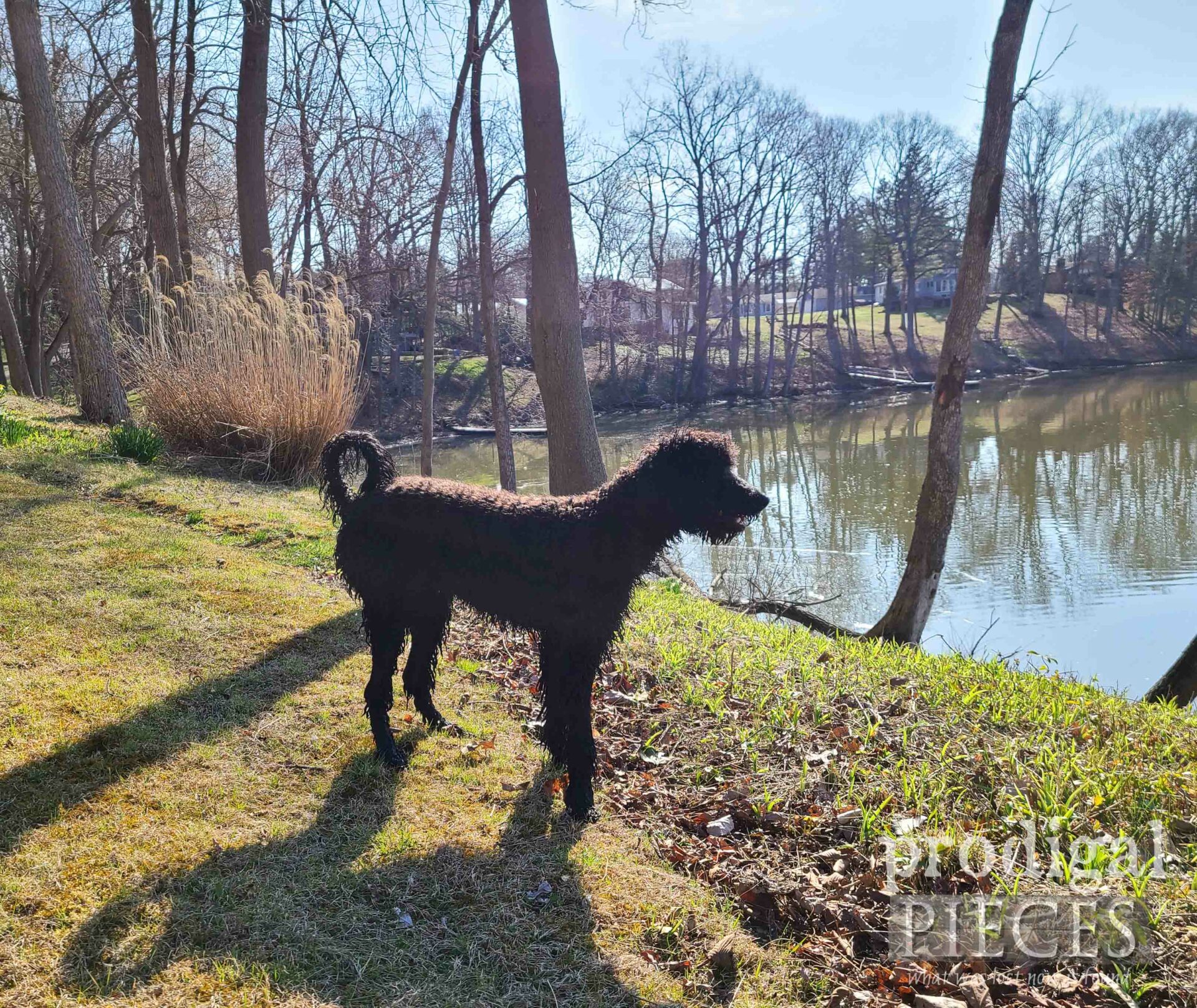 Loula the talking dog enjoying the lake | prodigalpieces.com #prodigalpieces