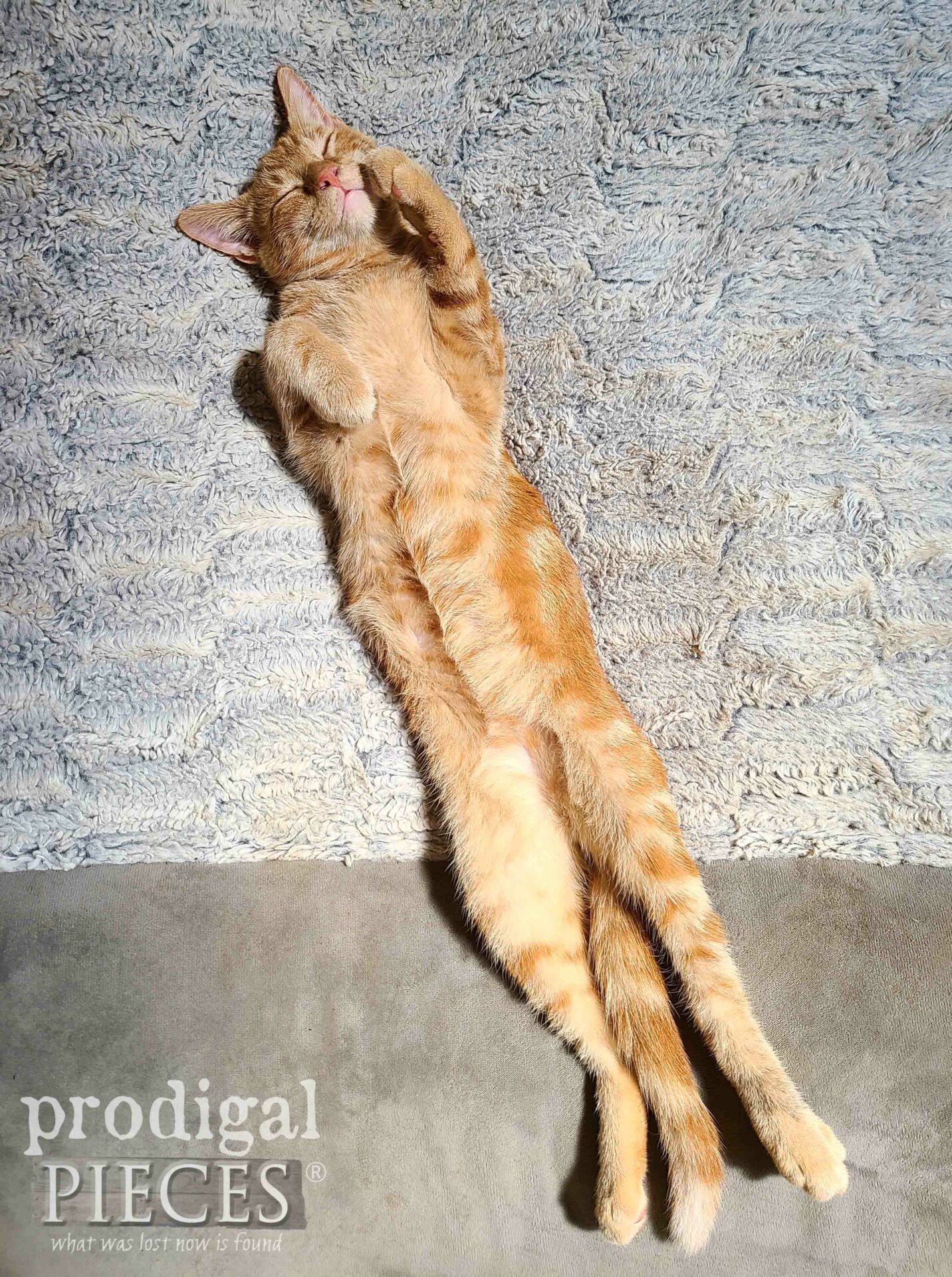 Ivan the Male Tabby Cat Sleeping | prodgalpieces.com #prodigalpieces