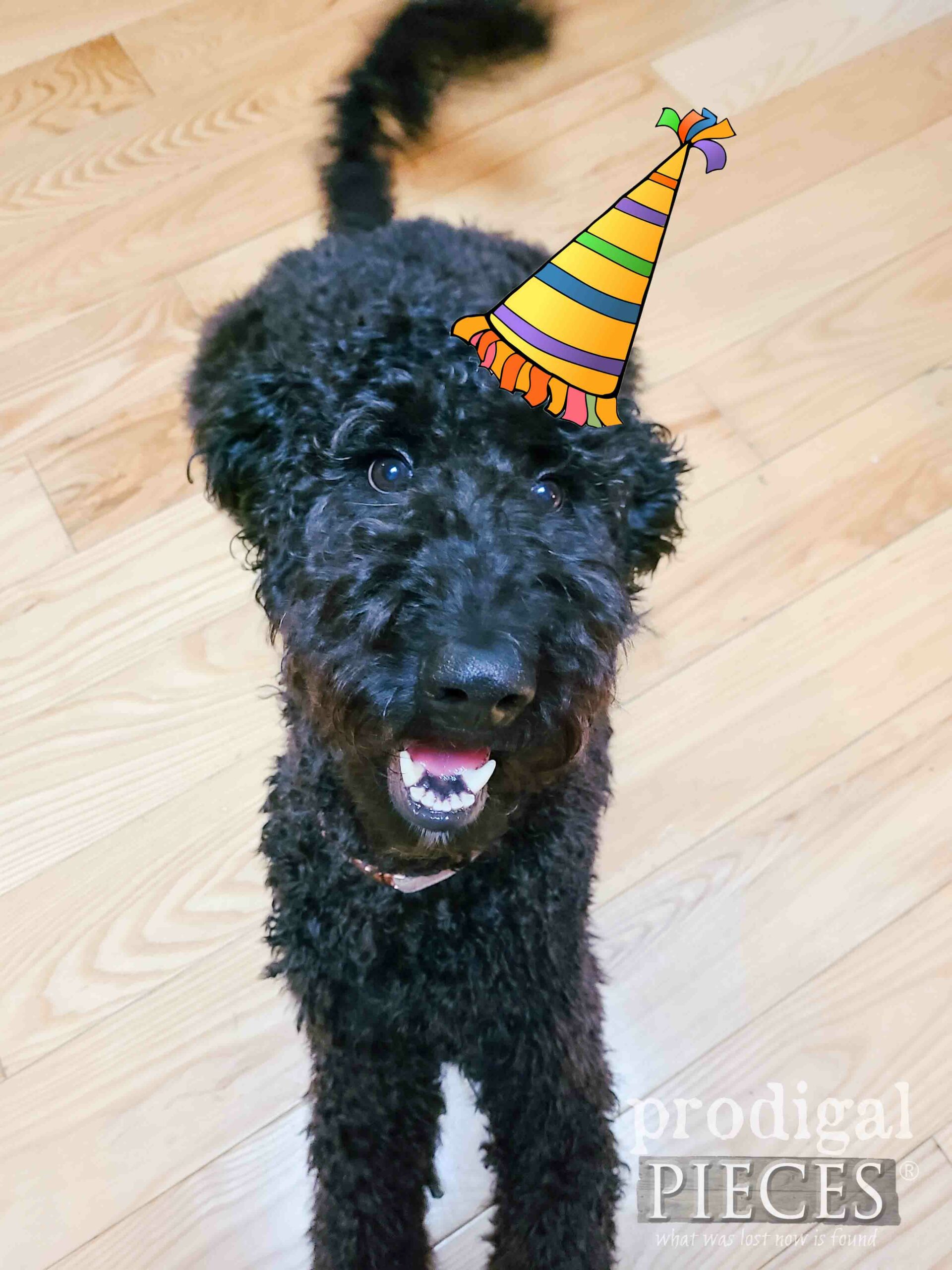 Loula, the Goldendoodle, first birthday | prodigalpieces.com #prodigalpieces
