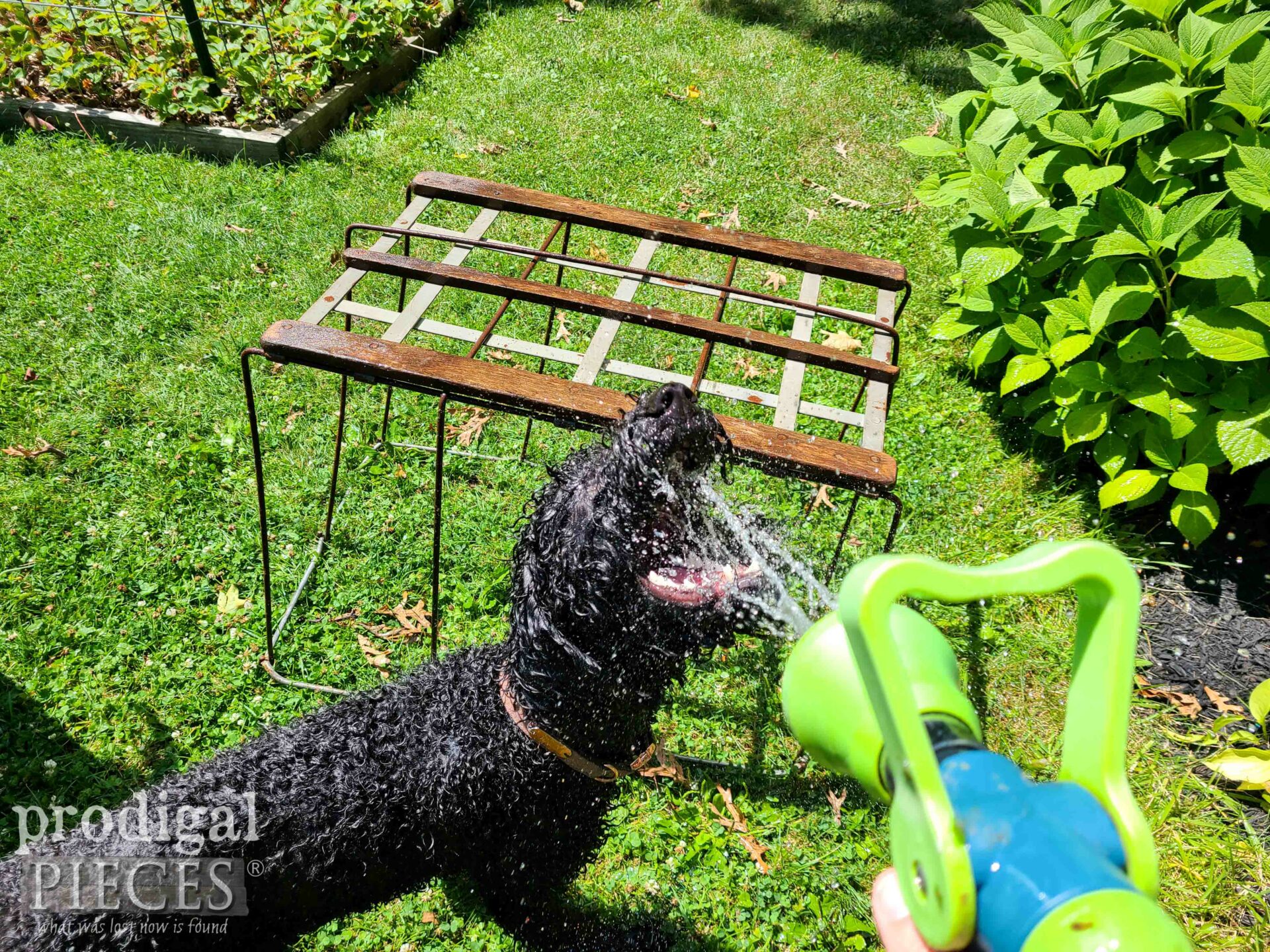 Loula the Talking Goldendoodle with garden hose cleaning salvaged art | prodigalpieces.com #prodigalpieces