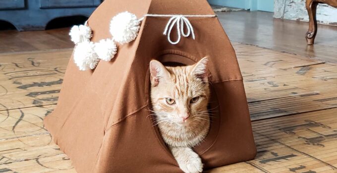 https://prodigalpieces.com/wp-content/uploads/2023/12/featured-diy-cat-tent-680x350.jpg