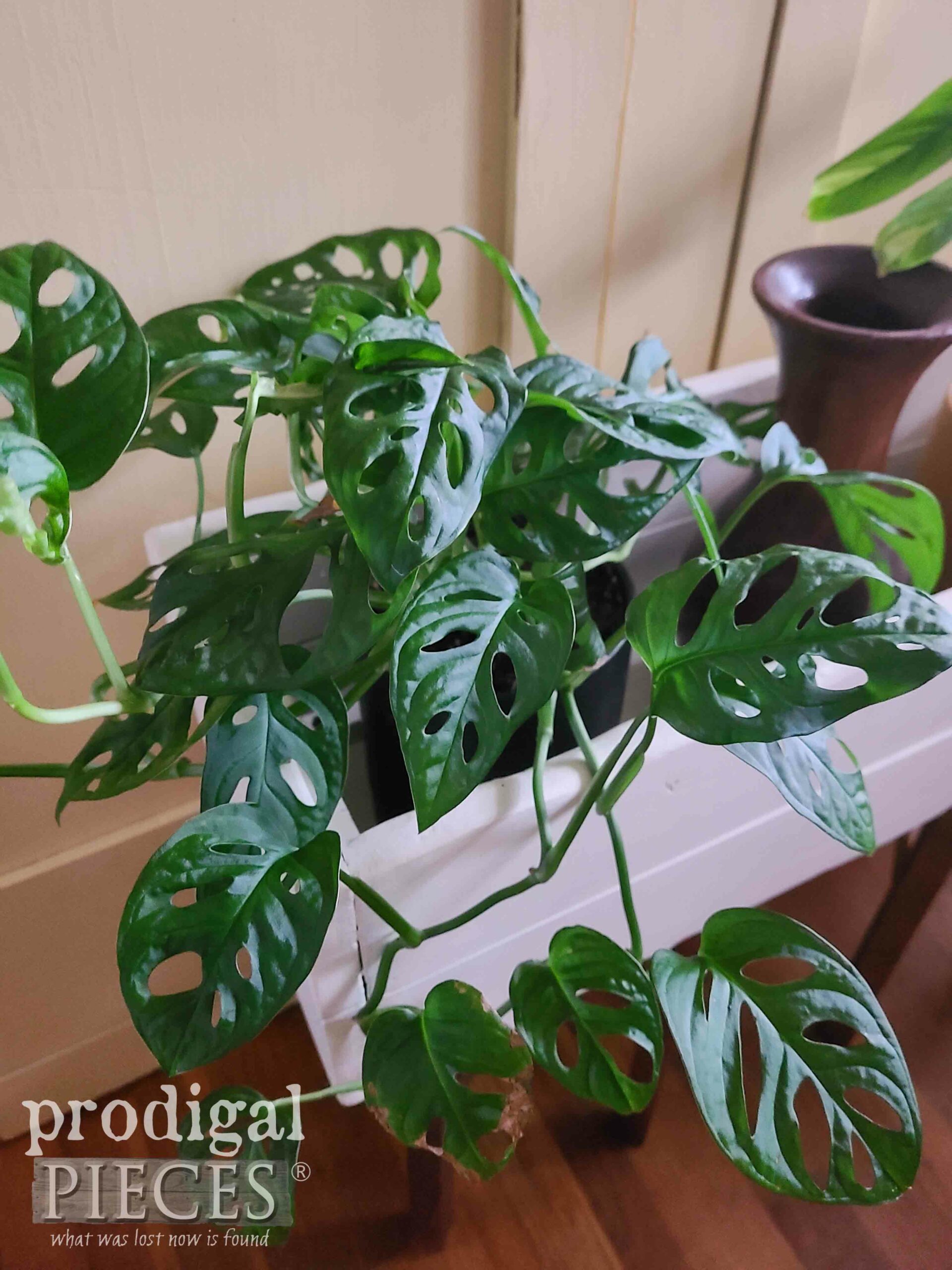 Swiss Cheese House Plant by Larissa of Prodigal Pieces | prodigalpieces.com #prodigalpieces Swiss Cheese House Plant by Larissa of Prodigal Pieces | prodigalpieces.com #prodigalpieces