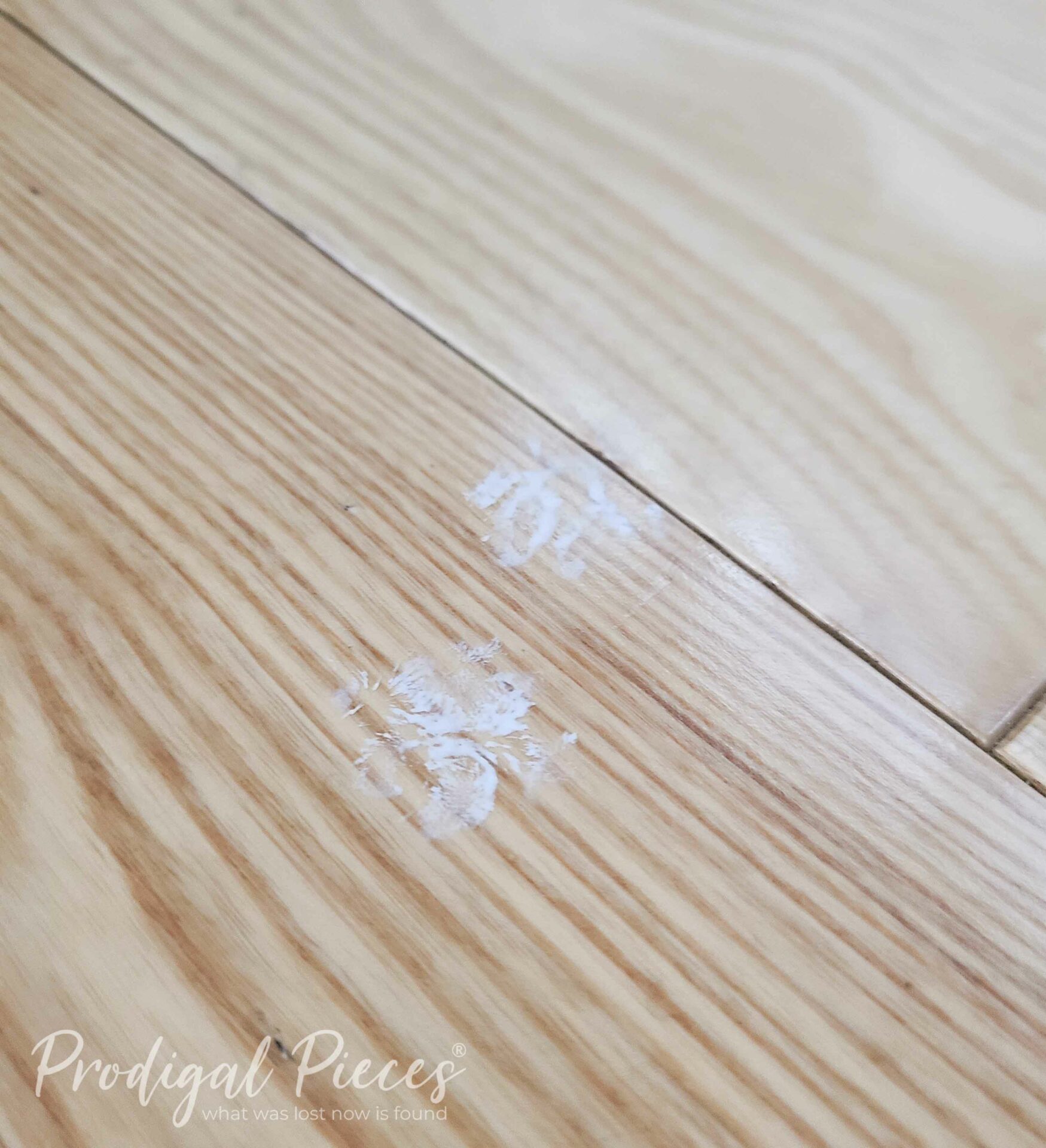 Paint Paw Prints on Floor | prodigalpieces.com #prodigalpieces Paint Paw Prints on Floor | prodigalpieces.com #prodigalpieces