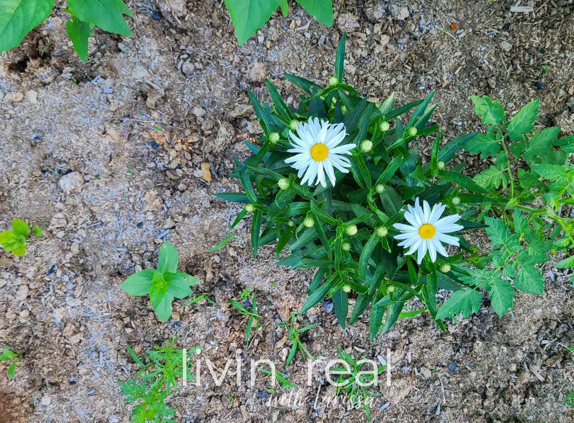 Featured Garden Therapy ~ How God Reveals His Truths in the Simplest Things by Livin' Real with Larissa | livinrealwithlarissa.com #livinrealwithlarissa