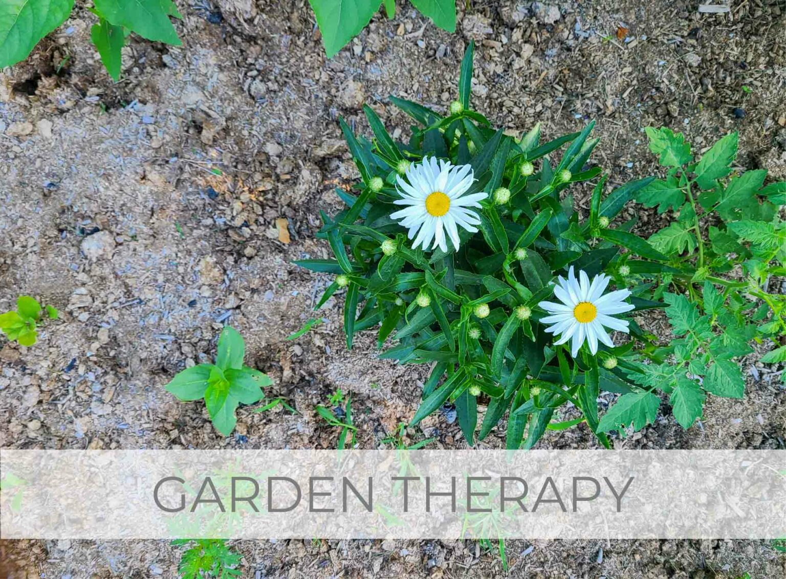 Showcase Garden Therapy ~ Life Lessons and Anxiety Relief by Livin' Real with Larissa | livinrealwithlarissa.com #livinrealwithlarissa