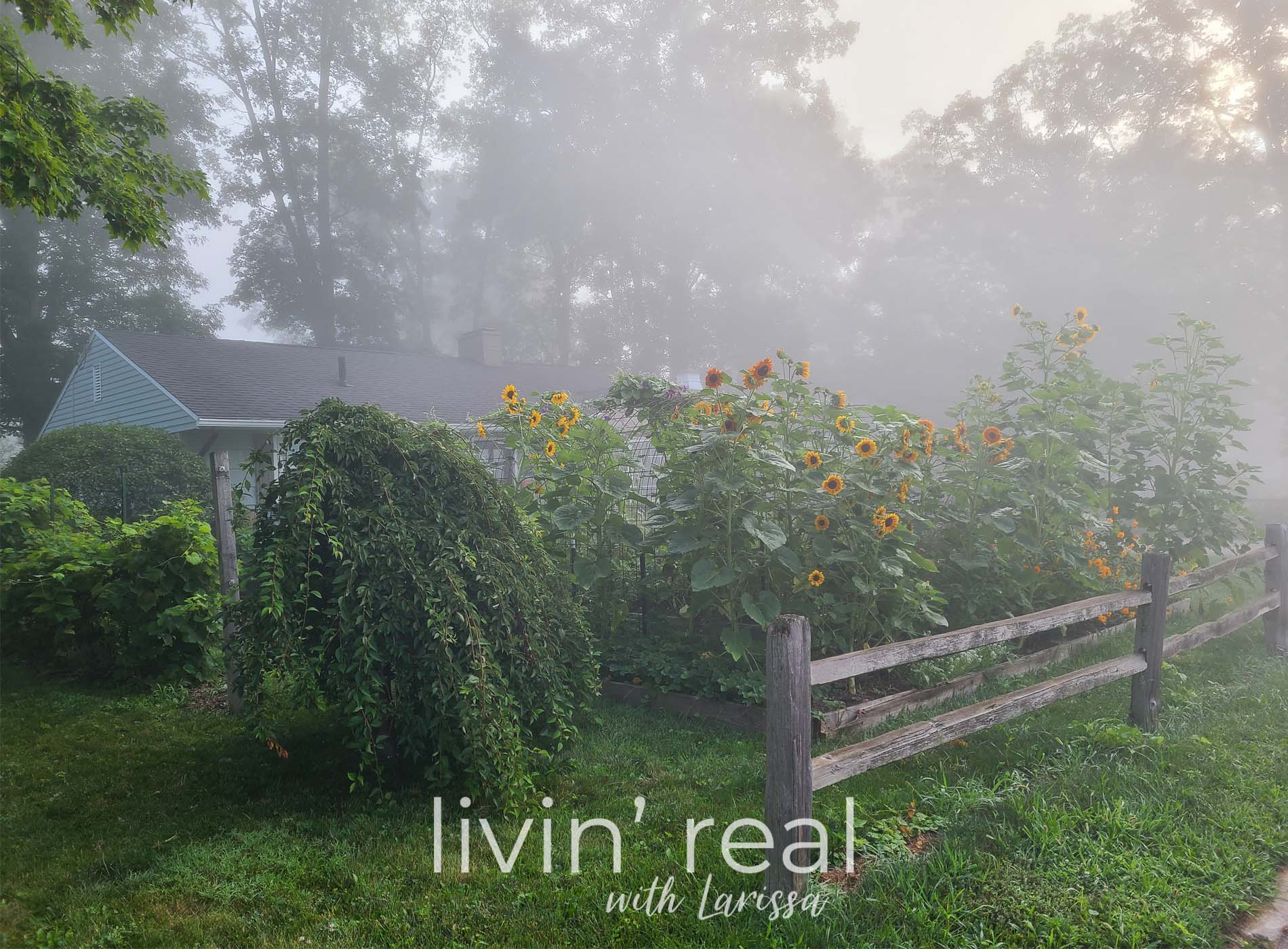 Featured Beating Brain Fog in Trauma Healing by Livin' Real with Larissa | livinrealwithlarissa.com #livinrealwithlarissa
