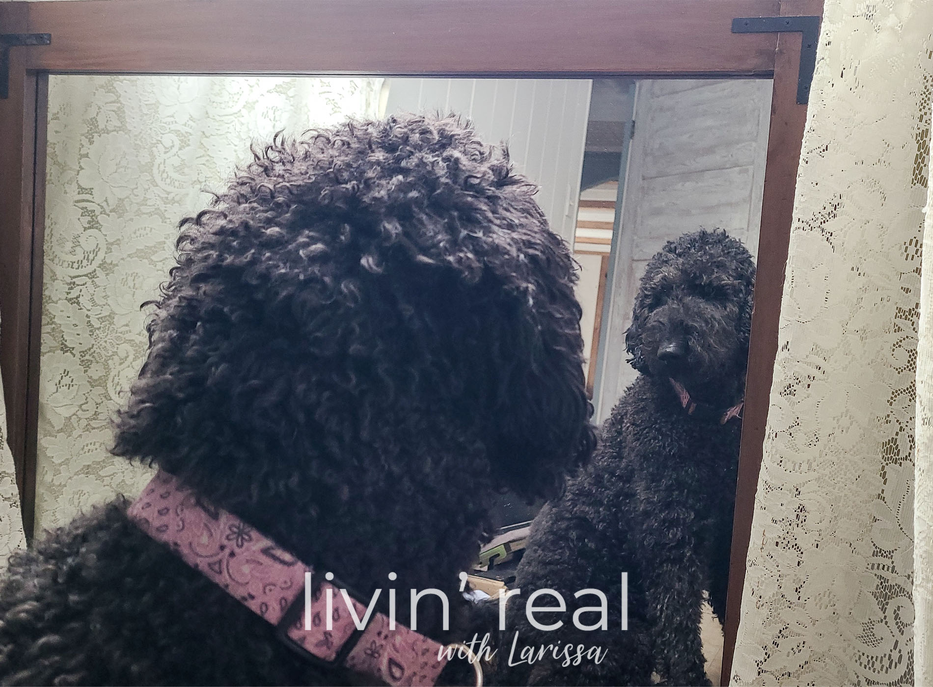 Featured Living with Loula, Lily, & Ivan - an adorable pet love story by Livin' Real with Larissa | livinrealwithlarissa.com #livinrealwithlarissa