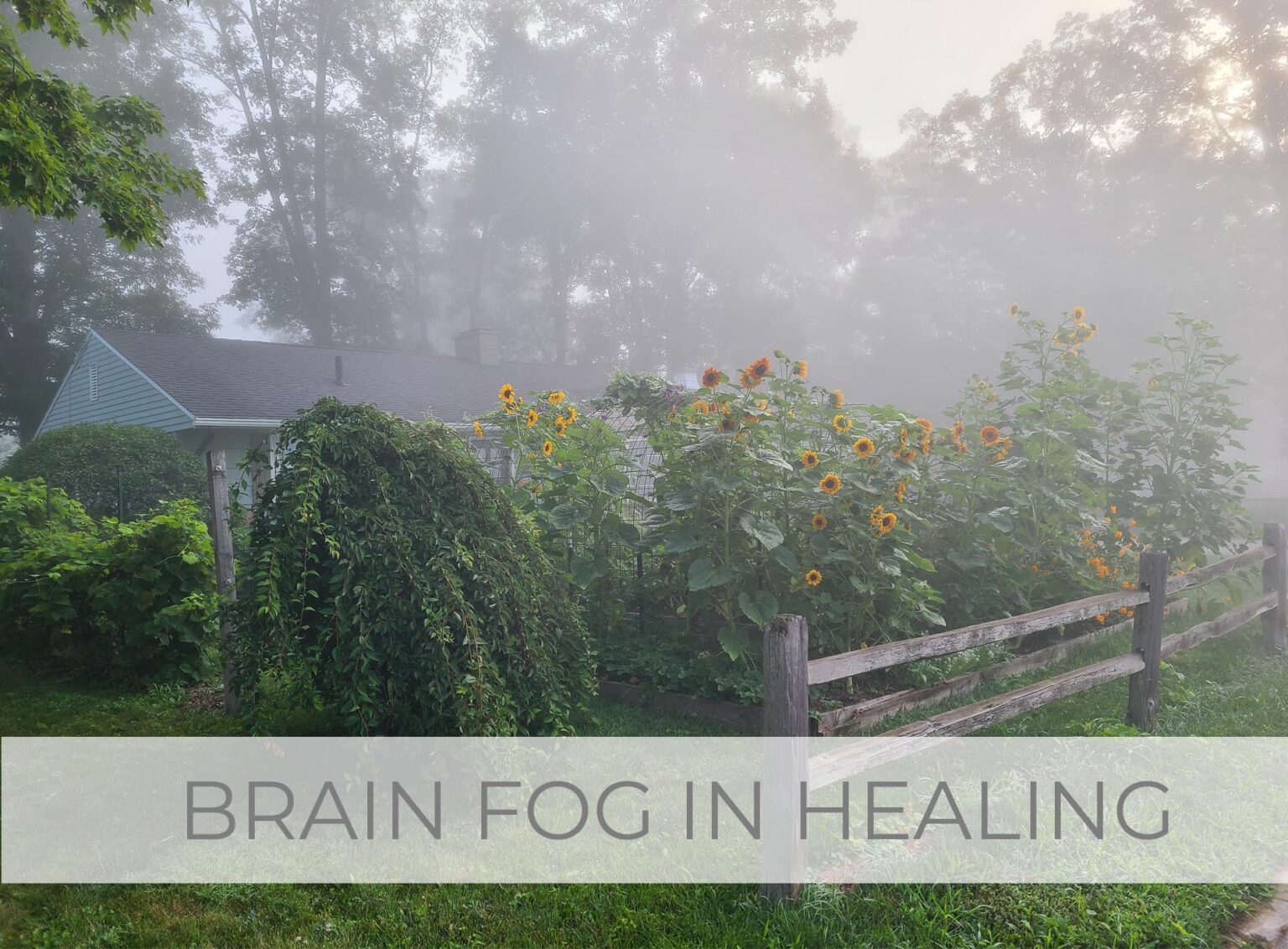 Do you have brain fog in healing from abuse and trauma? Livin' Real with Larissa Shares Her Story at livinrealwithlarissa.com #livinrealwithlarissa