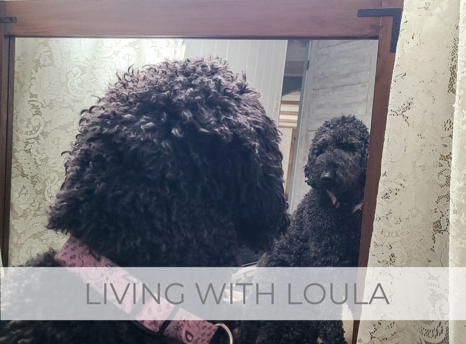 Showcase of Living with Loula, Lily, and Ivan by Livin' Real with Larissa | livinrealwithlarissa.com #livinrealwithlarissa