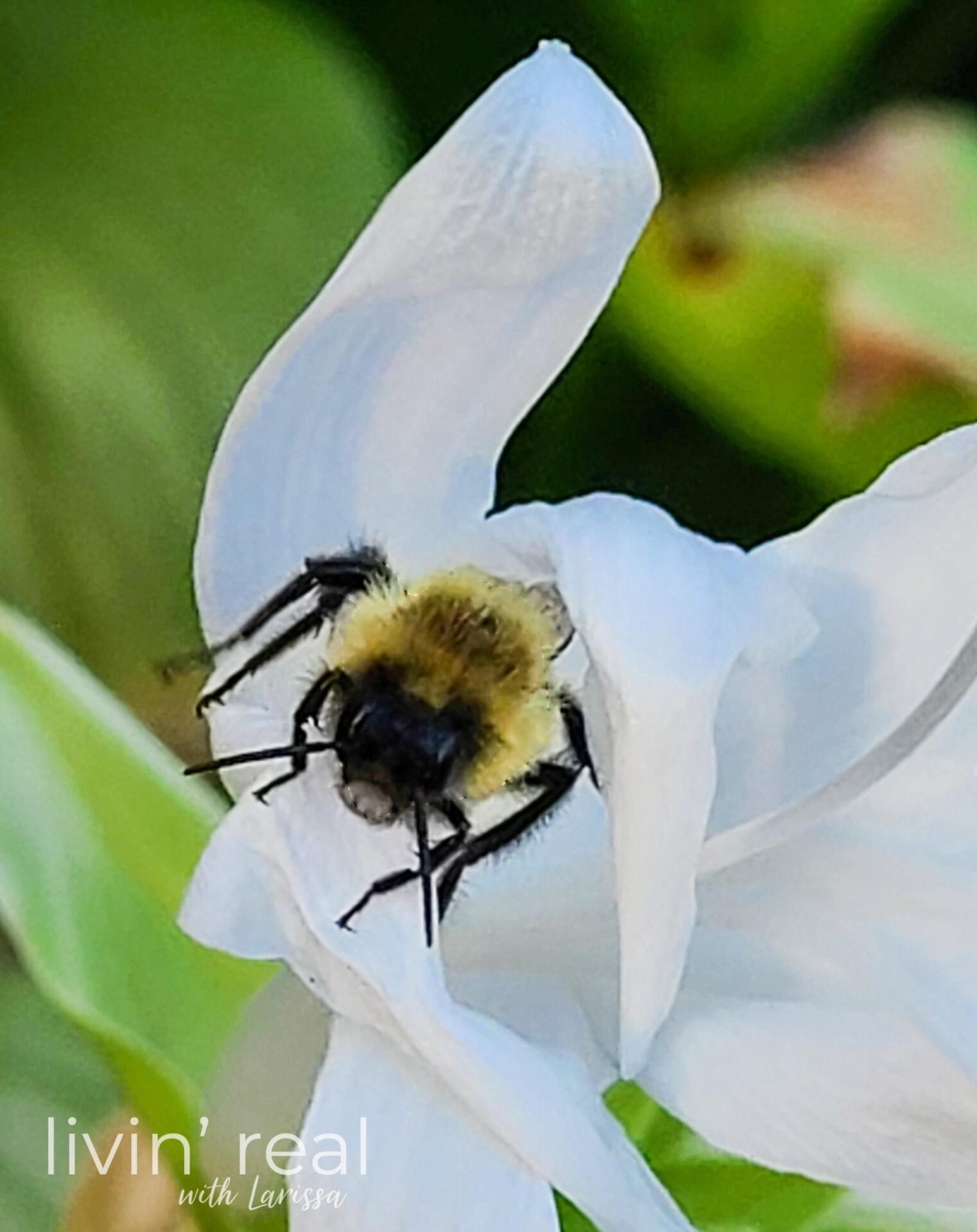 Bumble Bee in Hosta | Enjoying the Simple Things | livinrealwithlarissa.com #liviinrealwithlarissa Bumble Bee in Hosta | Enjoying the Simple Things | livinrealwithlarissa.com #liviinrealwithlarissa
