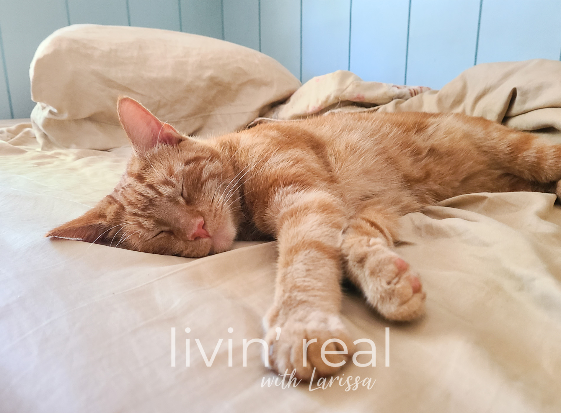 Finding simple things a delight can be a challenge. Livin' Real with Larissa | livinrealwithlarissa.com #livinrealwithlarissa