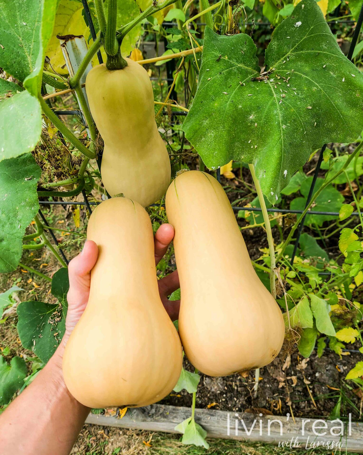 Fresh Butternut Squash from Livin' Real with Larissa Garden | livinrealwithlarissa.com #livinrealwithlarissa Fresh Butternut Squash from Livin' Real with Larissa Garden | livinrealwithlarissa.com #livinrealwithlarissa