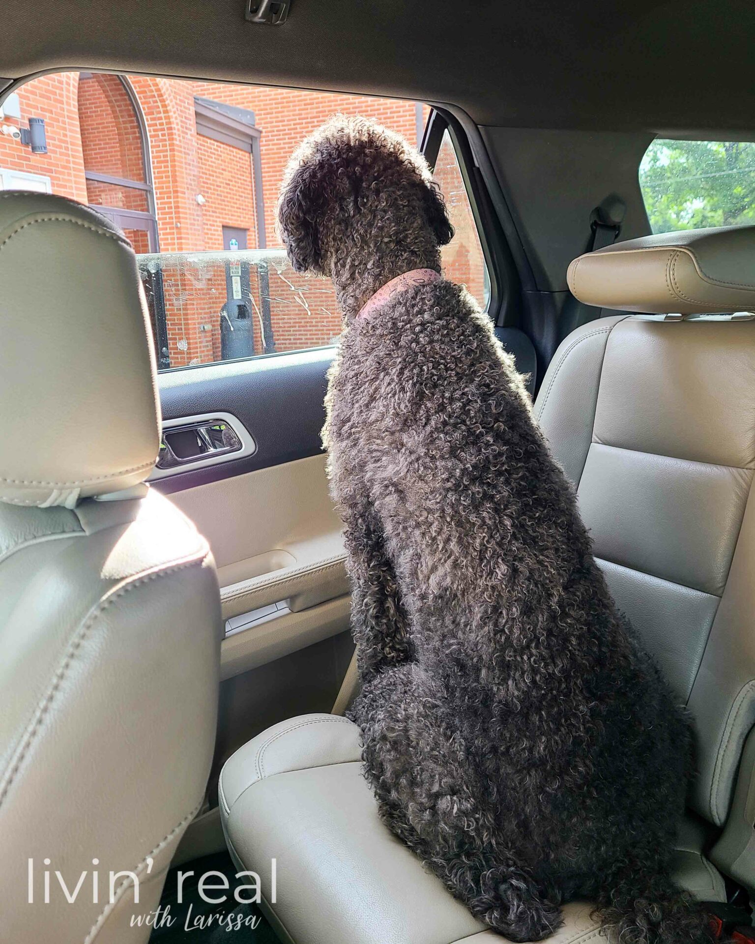 Loula the Goldendoodle Waiting in Car | livinrealwithlarissa.com #livinrealwithlarissa Loula the Goldendoodle Waiting in Car | livinrealwithlarissa.com #livinrealwithlarissa