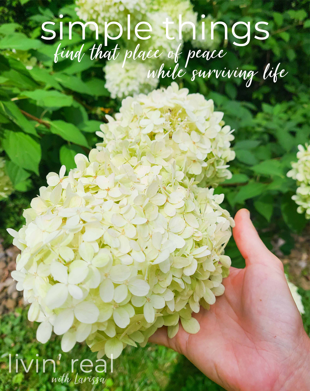 When life brings trials and woes, finding the simple things a delight can be a challenge. Livin' Real with Larissa | livinrealwithlarissa.com #livinrealwithlarissa When life brings trials and woes, finding the simple things a delight can be a challenge. Livin' Real with Larissa | livinrealwithlarissa.com #livinrealwithlarissa